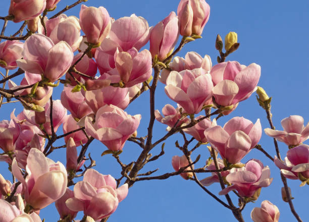 flores de magnólia soulangeana no dia ensolarado da primavera - spring magnolia flower sky - fotografias e filmes do acervo