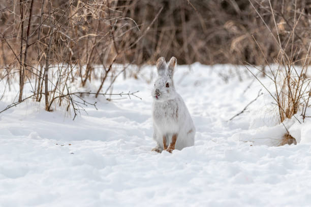 istock Snowshoe Hare in Winter 1307280031