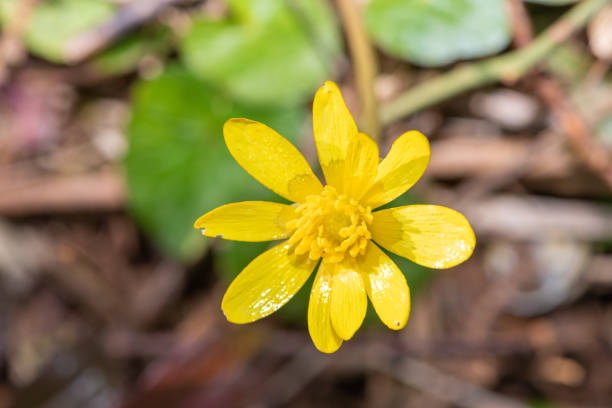 Macro shot of a lesser celandine (ficaria verna) flower in bloom