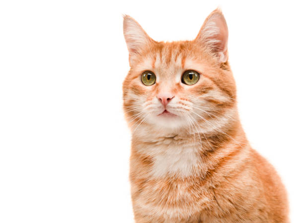 istock portrait of a ginger cat 1307280811
