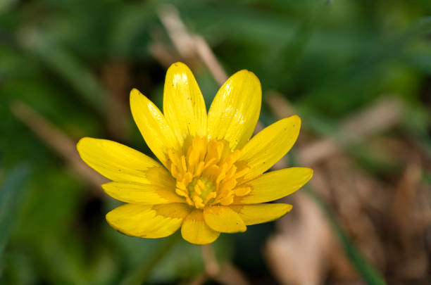 Macro shot of a lesser celandine (ficaria verna) flower in bloom