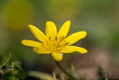 Macro shot of a lesser celandine (ficaria verna) flower in bloom