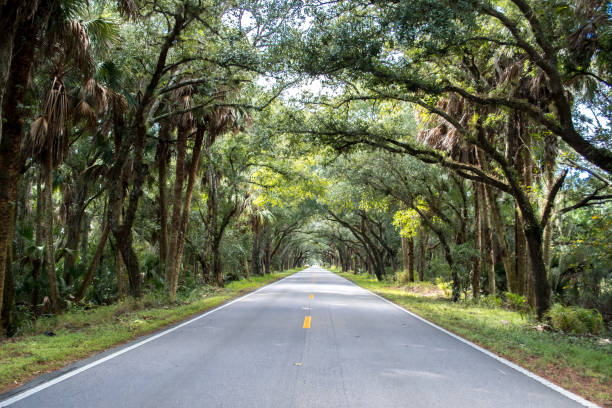 Drive through the banyan trees at the tunnel of trees in Florida, lonely road, tree lined highway Banyan trees line the highway in Florida - travel destination road trips empty road with trees stock pictures, royalty-free photos & images