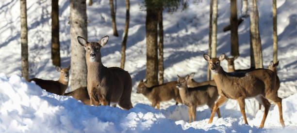 istock herd of deers in nature during winter 1307281421
