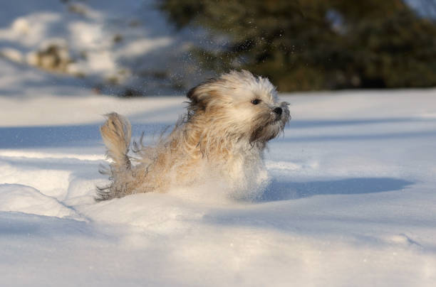 istock young dog running in snow 1307281939