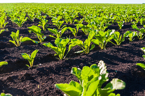 Tidy rows of sugar beet sprouts in an agricultural field. Young shoots of sugar beet, illuminated by the sun.