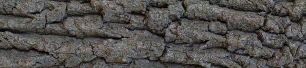 Oak tree bark. Oak tree bark. Natural background in banner format. Close up view. coating outer layer photos stock pictures, royalty-free photos & images