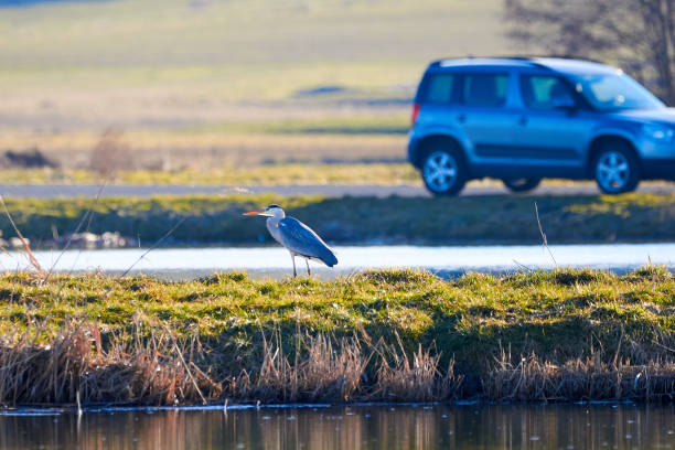 Grey heron hunting near road (Ardea cinerea)