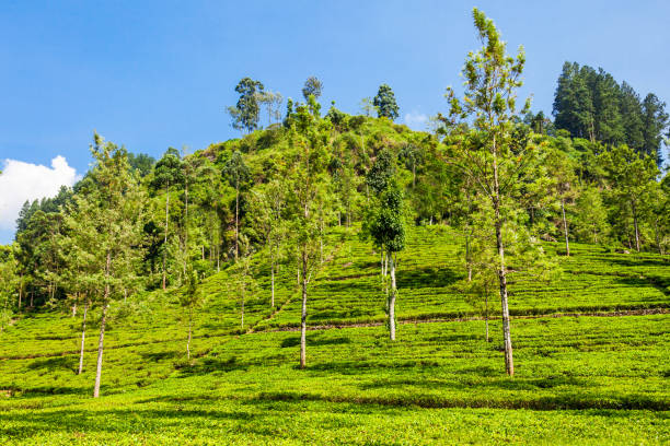 istock Nuwara Eliya tea plantation 1307283688