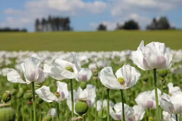 Detail of flowering opium poppy field in Latin papaver somniferum, white colored poppy is grown in Czech Republic