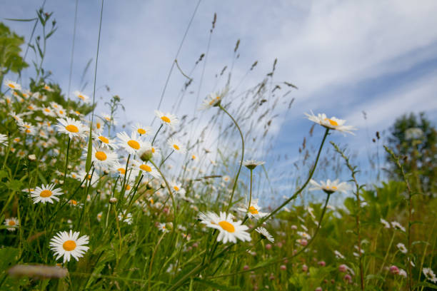 istock Camomile flowers on a lovely summers day 1307284508