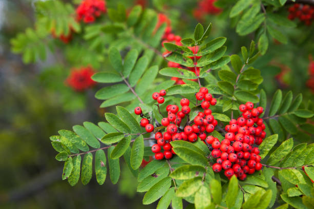 istock Rowan berries on rowan tree. Sorbus aucuparia 1307284519