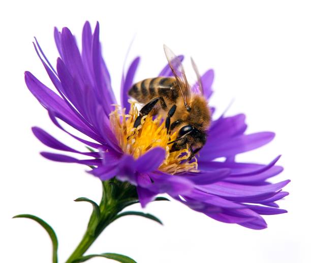 istock bee or honeybee Apis Mellifera on flower isolated white 1307284655