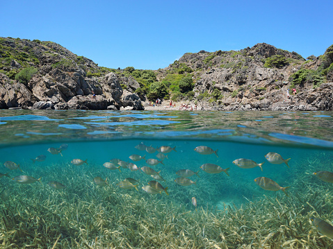 Mediterranean sea rocky cove in summer with fish and seagrass underwater, split view over and under water surface, Spain, Costa Brava, Catalonia, Cap de Creus, Cala Jugadora