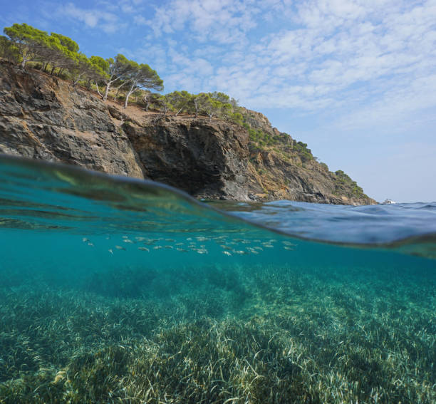 Mediterranean sea rocky coast seagrass and fish