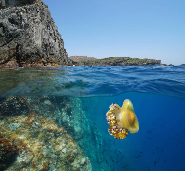 istock Mediterranean sea rocky coast jellyfish underwater 1307285564