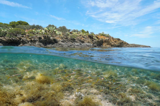 istock Mediterranean sea shore with red mullet fish Spain 1307285876
