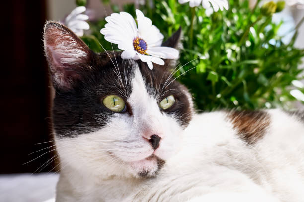 istock Charming black and white cat with pink daisy on it's head. Springtime holidays. Sunlight. Funny cats. 1307285907