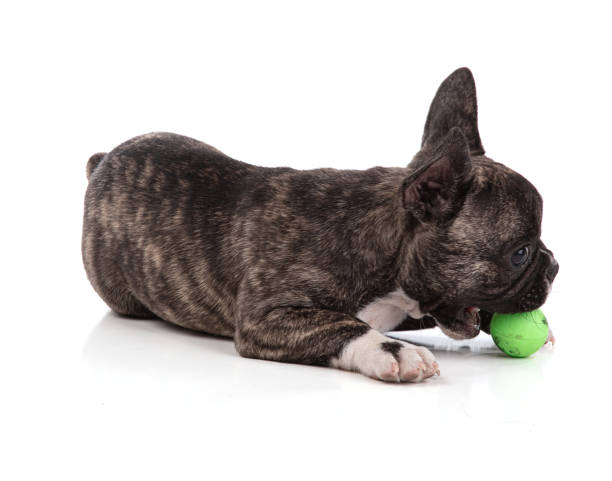 istock French bulldog puppy payling 1307287080