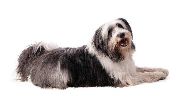 istock Polish Lowland Sheepdog 1307287166