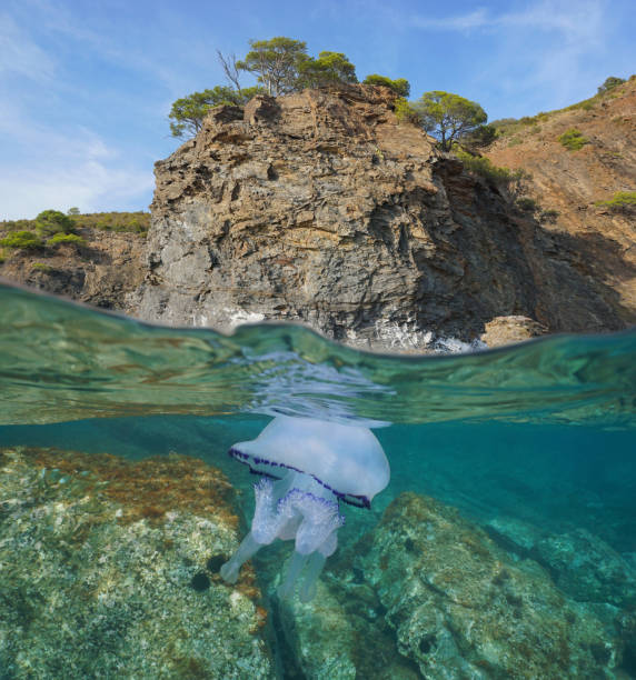 istock Mediterranean sea rocky coast with a jellyfish 1307287232