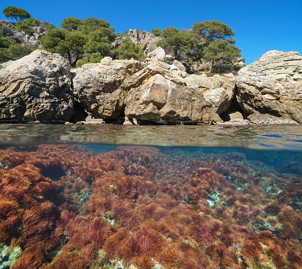 Mediterranean sea, rocky coast with red algae underwater, split view above and below water surface, Spain, Costa Brava, Cap de Creus, Catalonia
