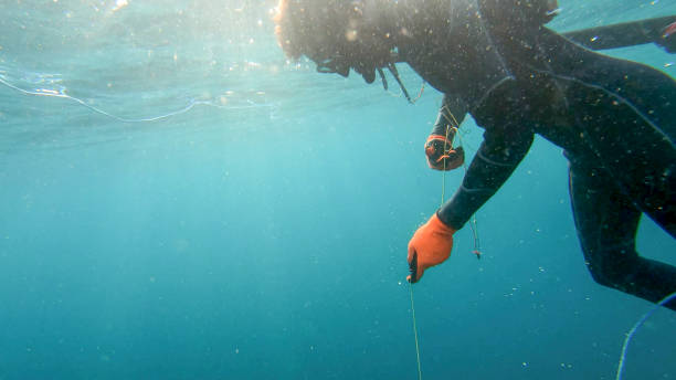 istock Underwater view of spearfisherman resurfacing from a successful dive 1307287890
