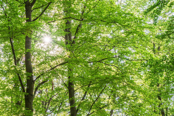 istock Treetops in a beech forest in spring in the morning 1307288470