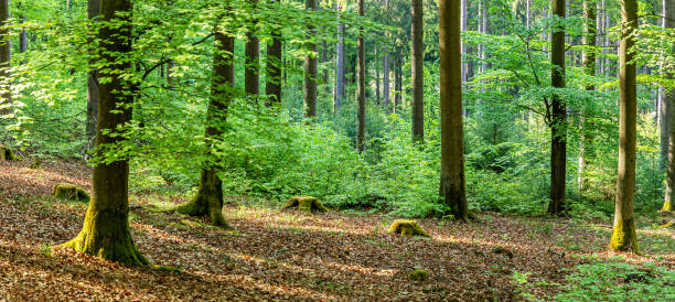 istock Beech forest in spring in the morning 1307288490