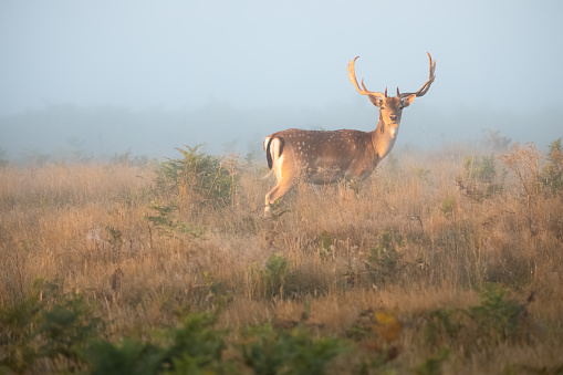 Golden light wildlife portrait of a male spotted fallow deer stag (dama dama) in a misty, foggy and atmospheric English countryside landscape.
