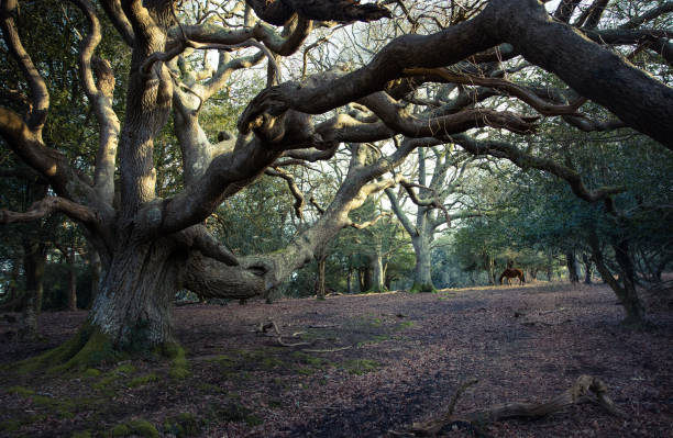 национальный парк нью-форест - древняя лесная серия - glade forest oak tree tree стоковые фото и изображения