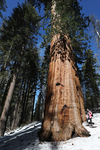 Hiker and Giant Sequoia Tree in Yosemite\nTuolumne Grove, Yosemite National Park