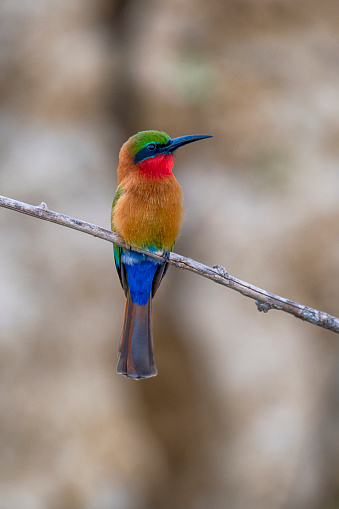 red-throated bee-eater (Merops bulocki) at the shores of river Nile, Murchison Falls National Park, Uganda, Africa