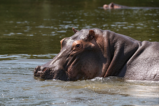 hippopotamus In the river at thailand