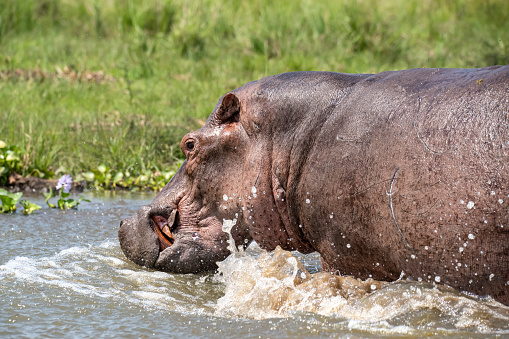 Hippopotamus (Hippopotamus amphibius) in Victoria Nile  River (\