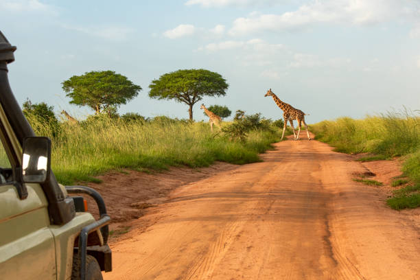 サファリカーは象を横断するのを待っています - safari safari animals color image photography ストックフォトと画像