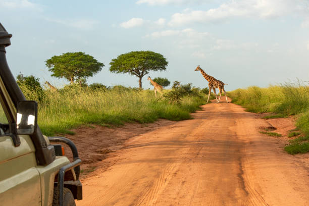 safari car is waiting for crossing elephants - uganda imagens e fotografias de stock