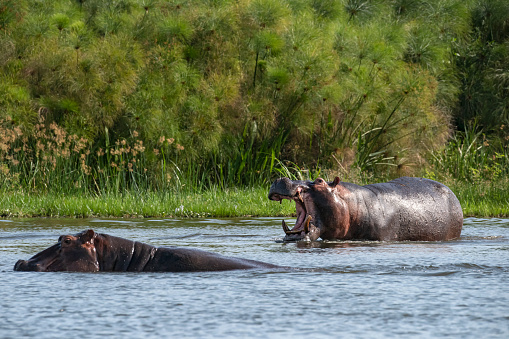 Two Hippopotamus (Hippopotamus amphibius) at the shoreline of the  Victoria Nile River (\