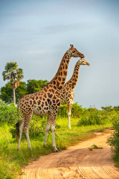 deux girafes de rothschild dans le nord de l’ouganda - animal track photos photos et images de collection