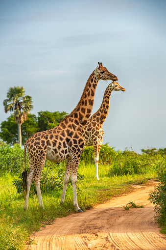 Two Rothschild's giraffes (Giraffa camelopardalis rothschildi)  in Murchison Falls National Park, Uganda. This subspecies is one of the most endangered distinct populations of giraffe, with only 1669 individuals estimated in the wild in 2016 Murchison Falls National Park is in north-western Uganda, spreading inland from the shores of Lake Albert, around the Victoria Nile, up to the Karuma Falls