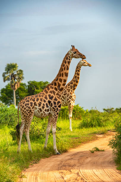 Two Rothschild's Giraffes in Northern Uganda Two Rothschild's giraffes (Giraffa camelopardalis rothschildi)  in Murchison Falls National Park, Uganda. This subspecies is one of the most endangered distinct populations of giraffe, with only 1669 individuals estimated in the wild in 2016 Murchison Falls National Park is in north-western Uganda, spreading inland from the shores of Lake Albert, around the Victoria Nile, up to the Karuma Falls masai giraffe stock pictures, royalty-free photos & images