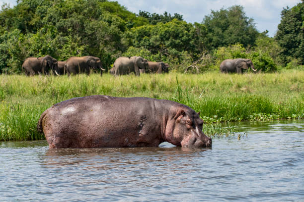 Hippopotamus (Hippopotamus amphibius) at the shoreline of the  Victoria Nile River (\
