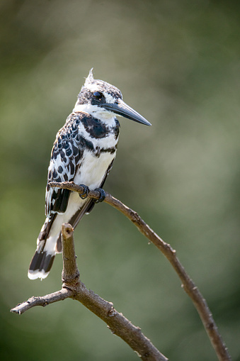 Pied kingfisher (Ceryle rudis) at the shores of river Nile, Murchison Falls National Park, Uganda, Africa