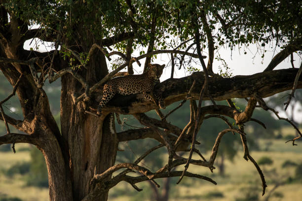 istock African leopard (Panthera pardus pardus) on an Acacia tree 1307291560