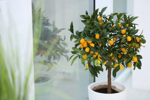 Kumquats Growing in Pot