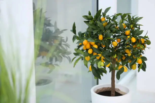 Potted kumquat tree near window indoors. Interior design