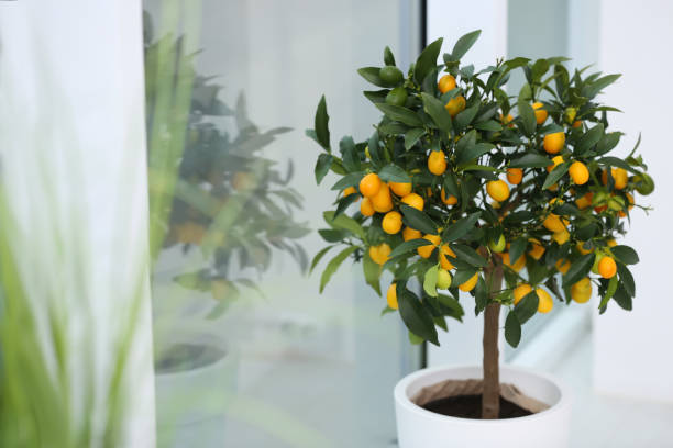 árvore de kumquat em vasos perto da janela dentro de casa. design de interiores - kumquat - fotografias e filmes do acervo