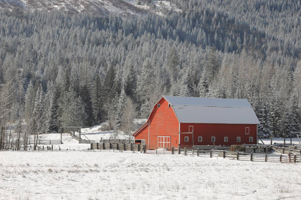 istock A bright red barn stands in a snow covered field in north Idaho. 1307292484