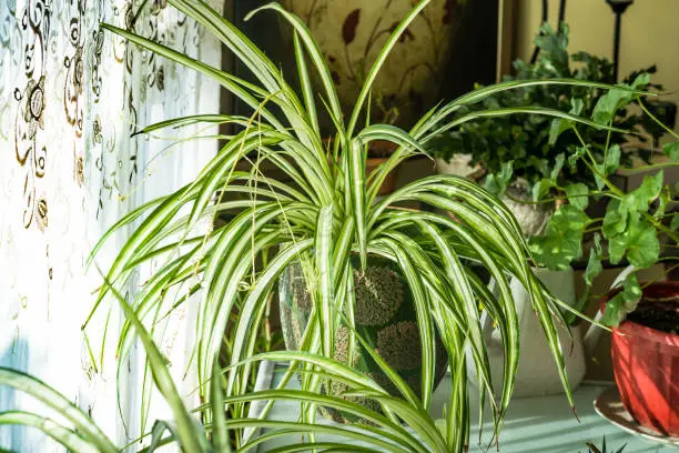 Photo of Chlorophytum comosum houseplant in house