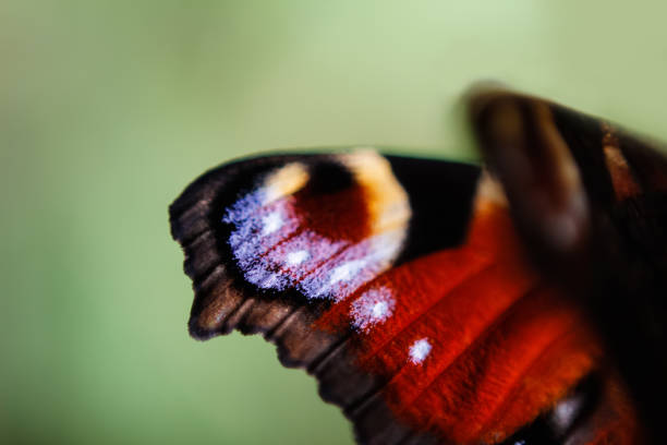 Defocus European Peacock butterfly (Inachis io). Wing extremely close up on blurred light green background. Bright butterfly eyes. Wallpapers. Out of focus.